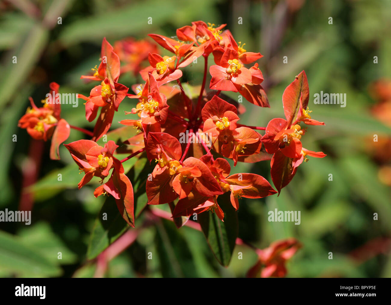Griffiths Spurge, Euphorbia griffithii, Euphorbiaceae. Bhutan, Tibet ...