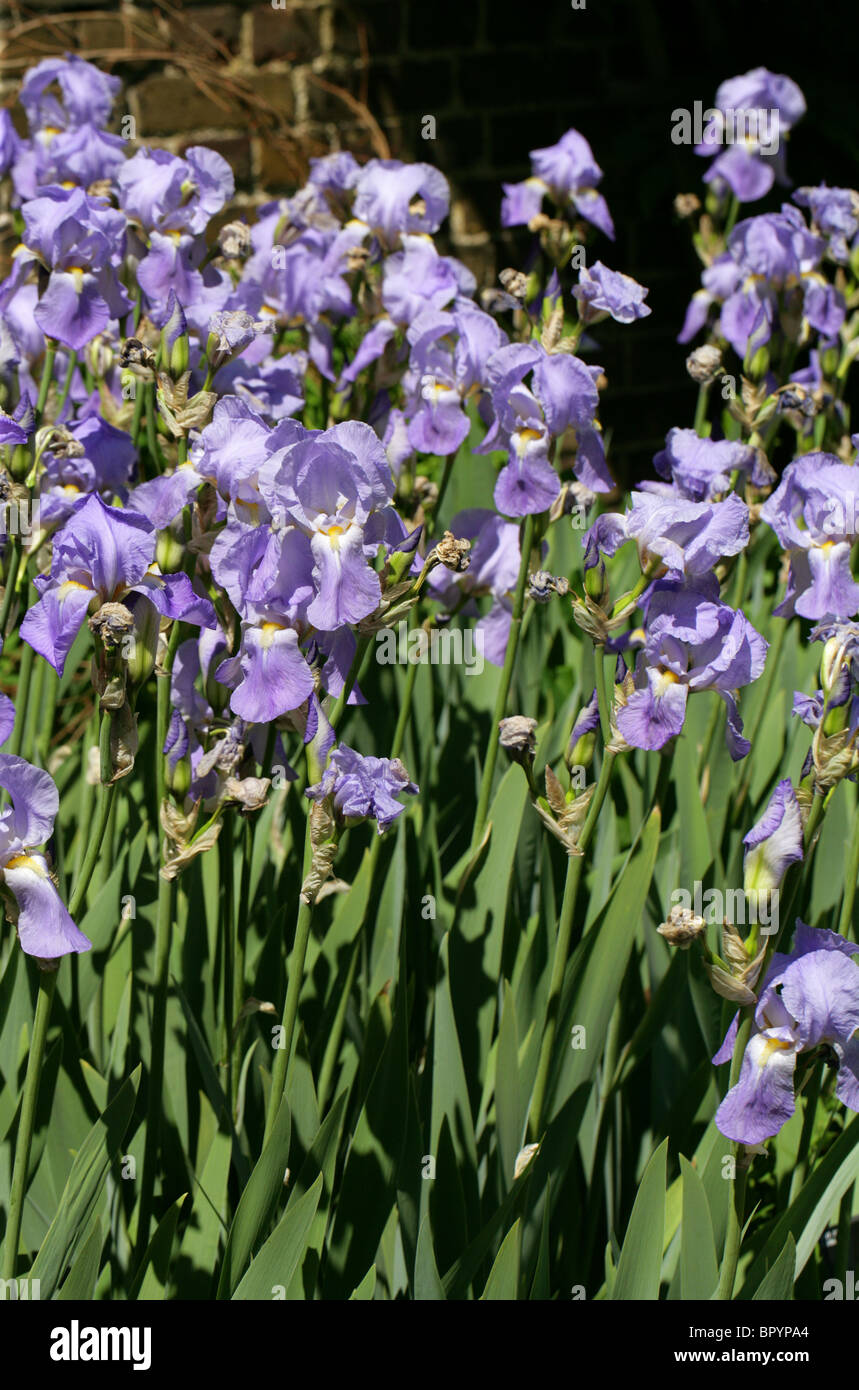 Pallida Stock Photos Pallida Stock Images Alamy