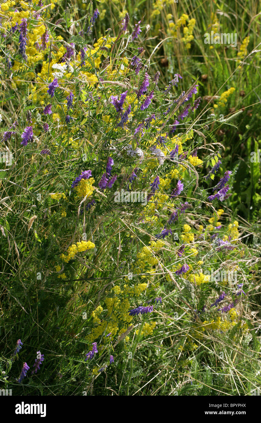 Lady's Bedstraw, Galium verum, Rubiaceae and Tufted Vetch, Bird Vetch, Cow Vetch or Tinegrass, Vicia cracca, Fabaceae. Stock Photo