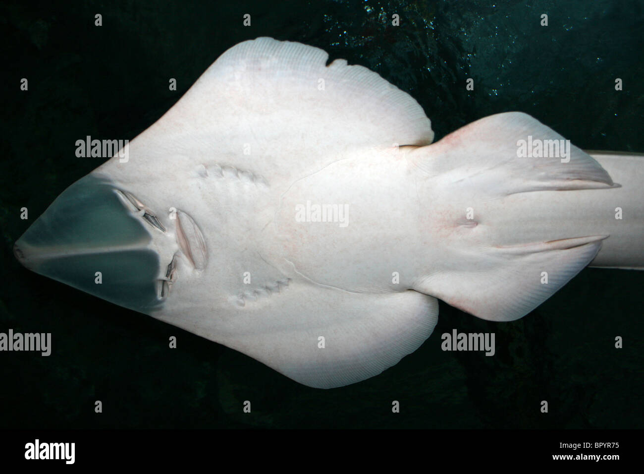 Chola Guitarfish Rhinobatos percellens Stock Photo