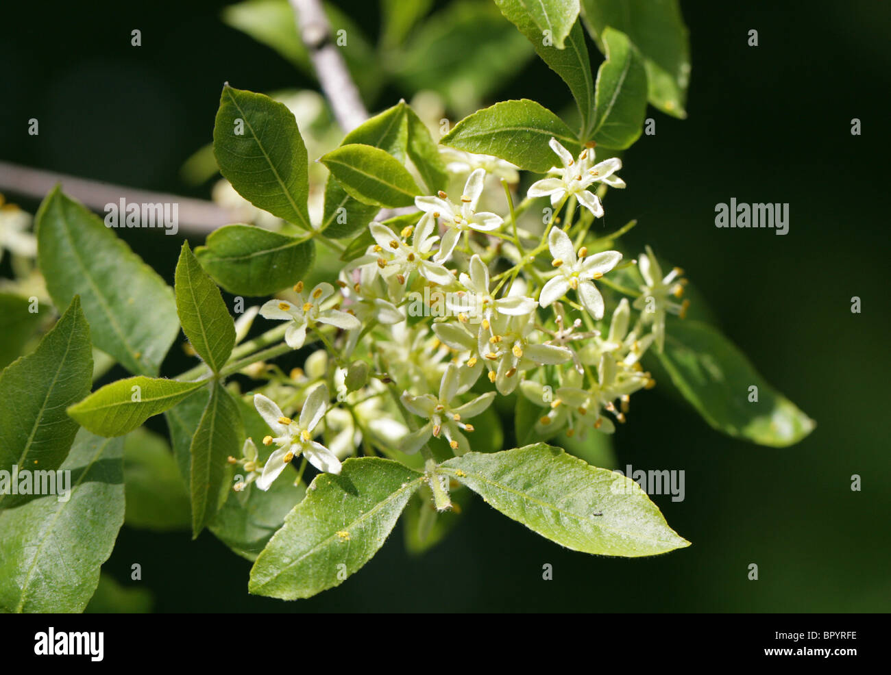 Narrowleaf Hoptree, Ptelea angustifolia, Rutaceae, Southern USA, Northern Mexico. Stock Photo