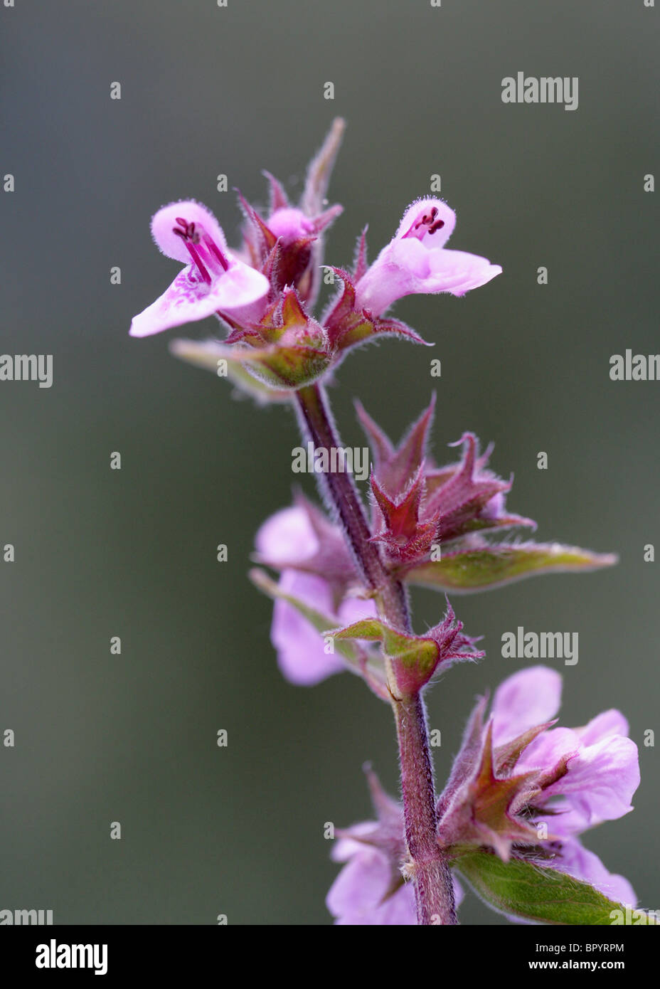 Marsh Woundwort, Stachys palustris, Labiatae Stock Photo