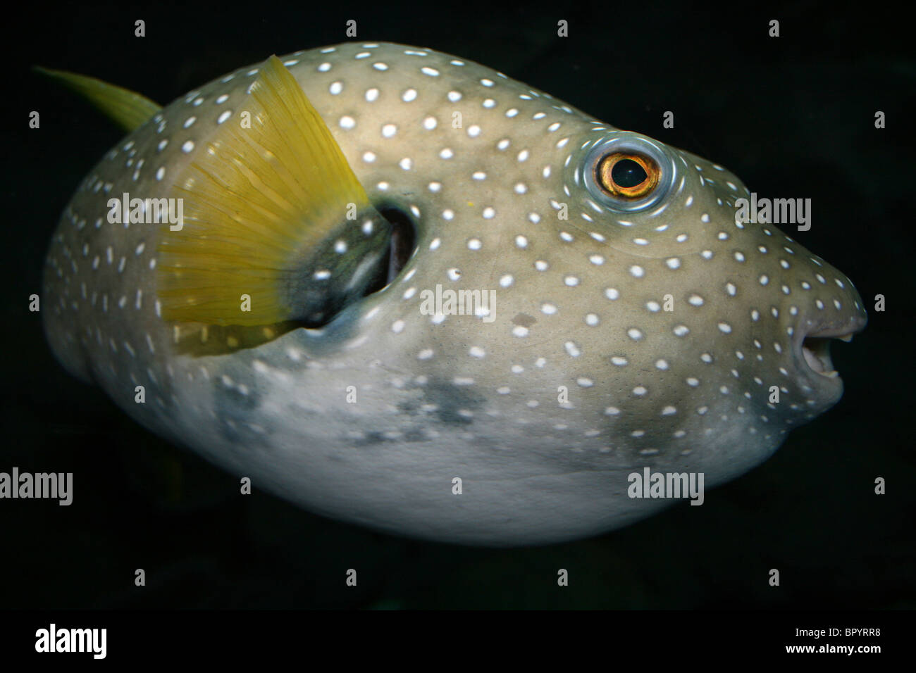 White-spotted Puffer Arothron hispidus Stock Photo