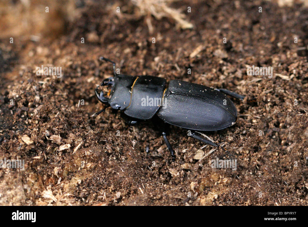 Lesser Stag Beetle, Dorcus parallelipipedus, Lucanidae, Scarabaeoidea, Scarabaeiformia, Polyphaga, Coleoptera Stock Photo