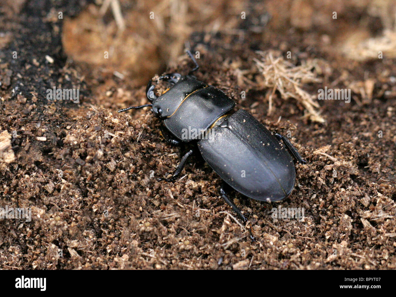 Lesser Stag Beetle, Dorcus parallelipipedus, Lucanidae, Scarabaeoidea, Scarabaeiformia, Polyphaga, Coleoptera Stock Photo