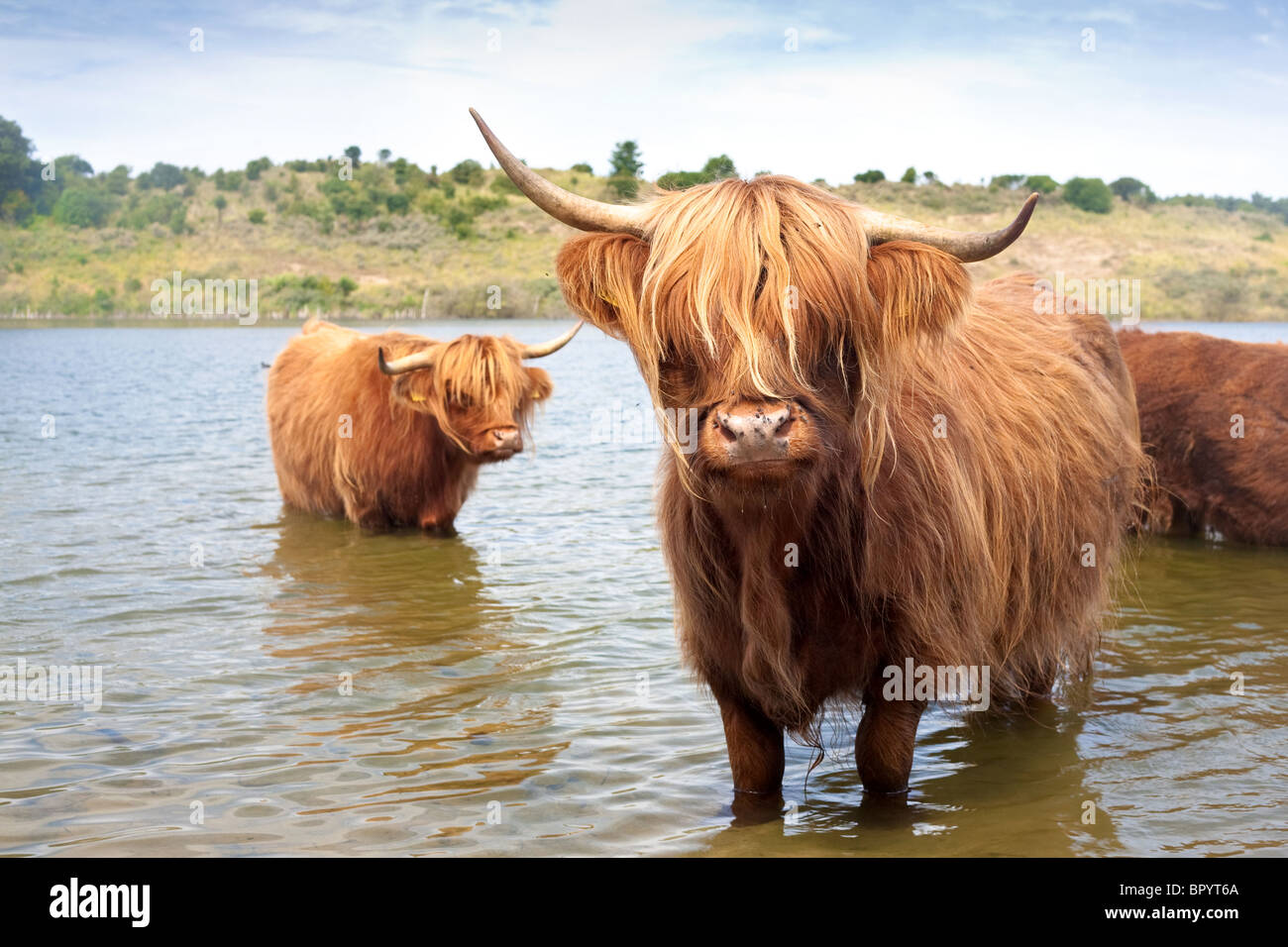 scottisch highland cows Stock Photo
