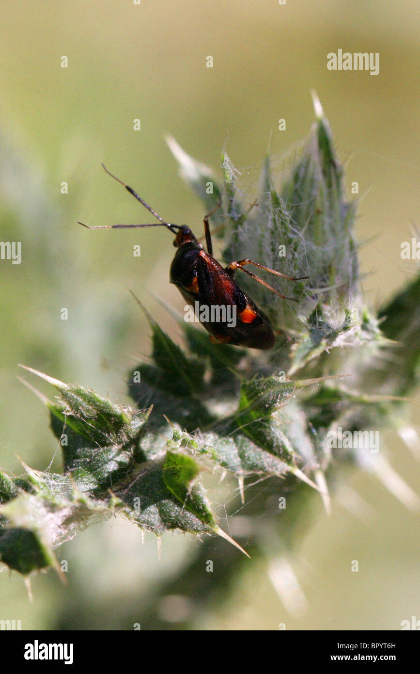 Capsid or Myrid Bug, Capsodes gothicus, Miridae, Heteroptera, Hemiptera Stock Photo