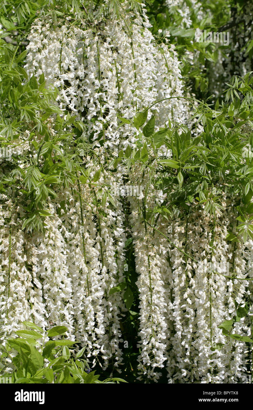 White Wisteria, Sinensis alba, Fabaceae Stock Photo