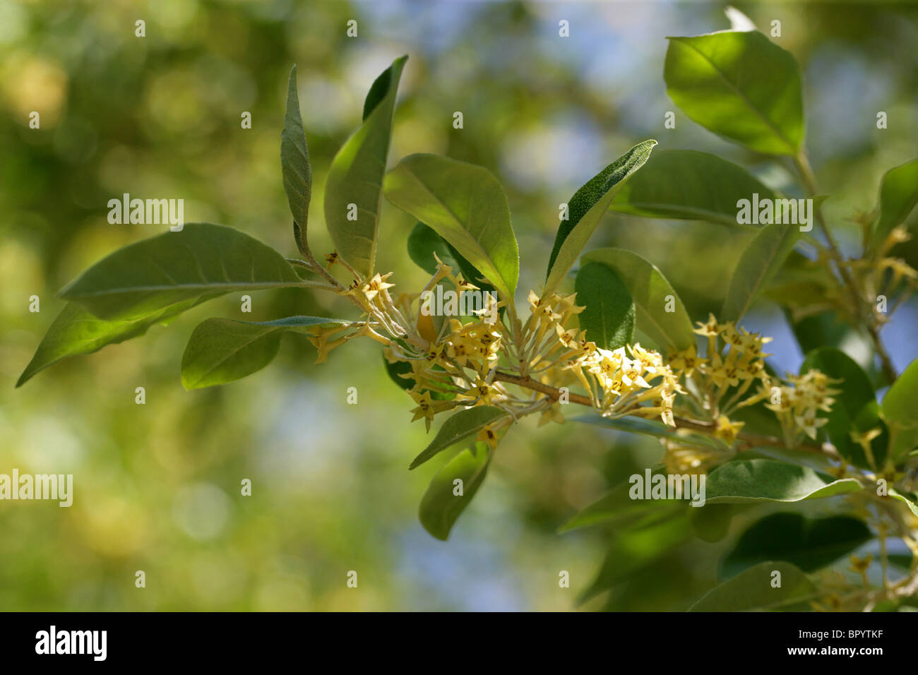 Autumn Olive Tree Flowers, Elaeagnus umbellata, Elaeagnaceae, Japan