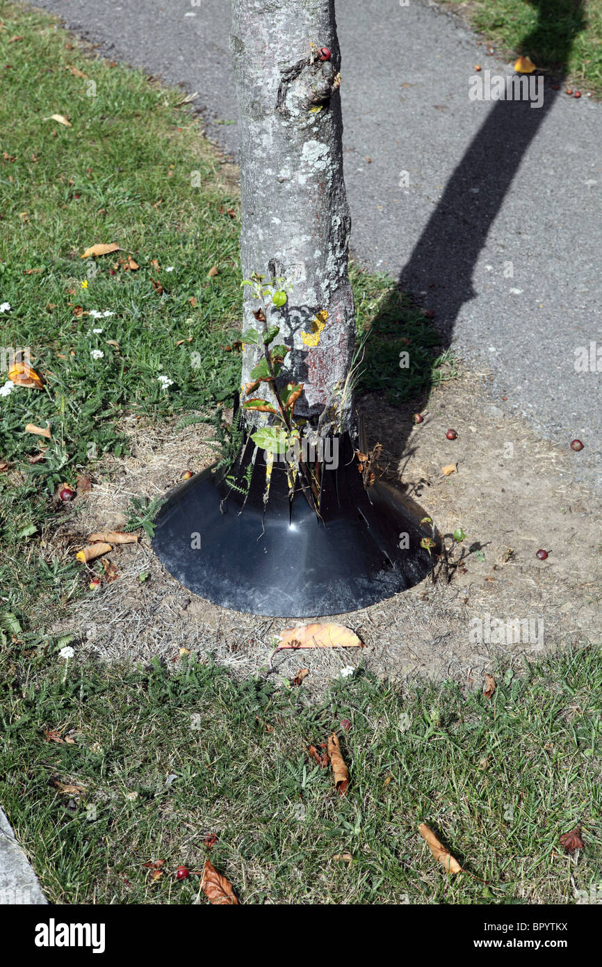 Strimmer guard protecting the base of a tree in the street Stock Photo
