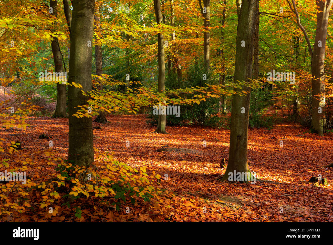 English woodland during Autumn Stock Photo