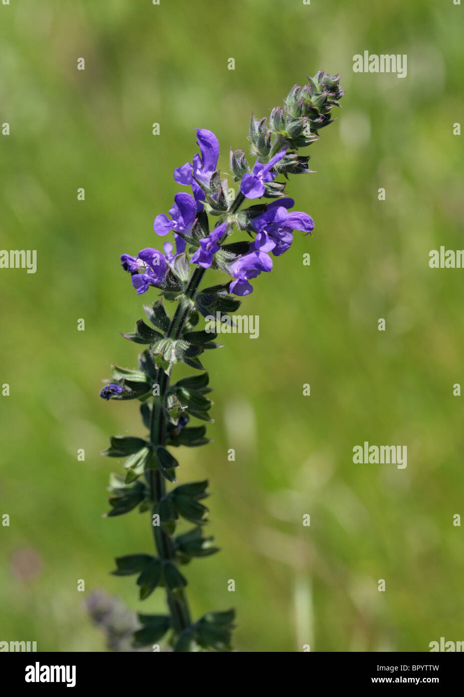 Wild Clary or Wild Sage, Salvia verbenaca, Lamiaceae Stock Photo