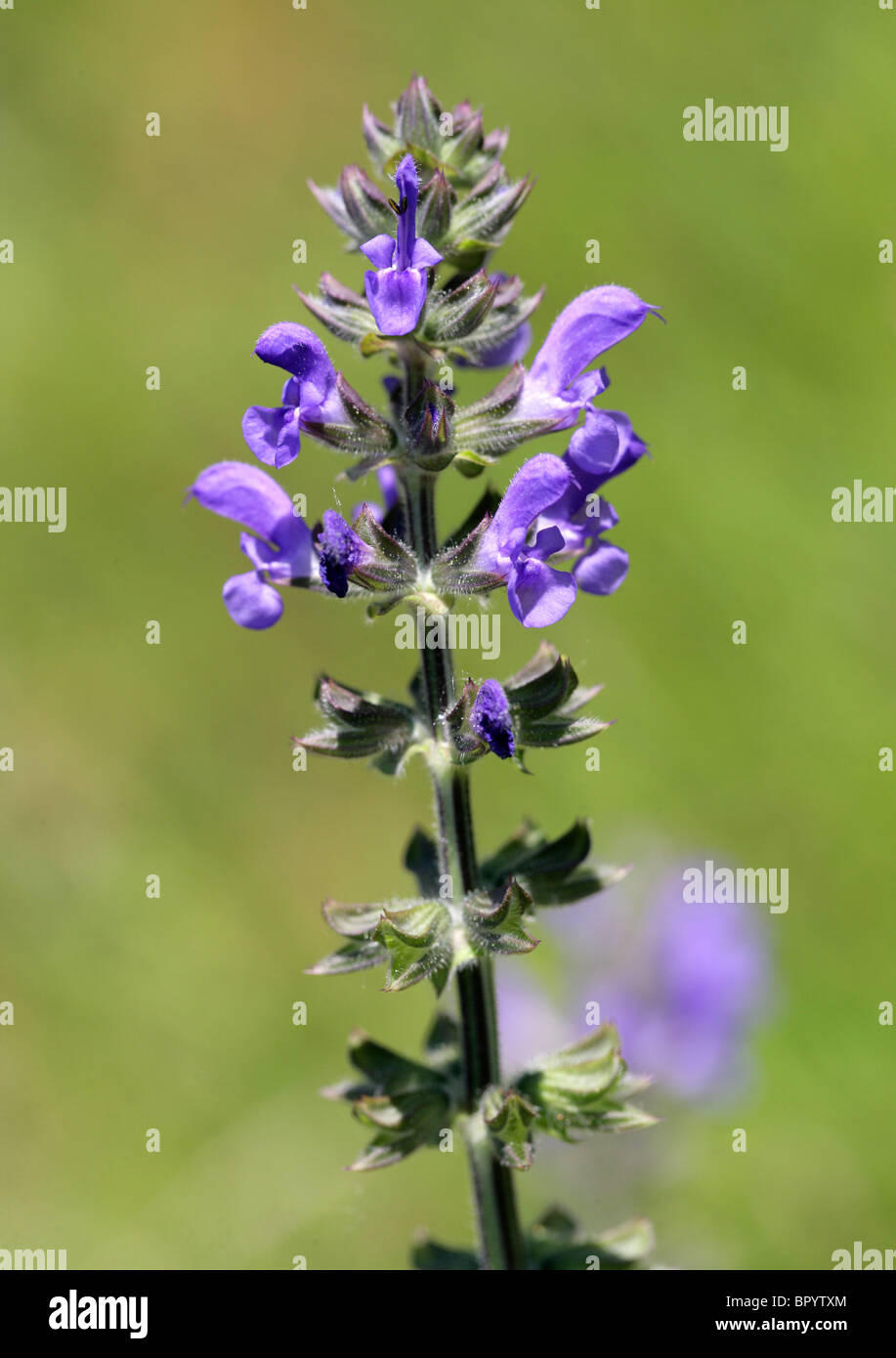 Wild Clary or Wild Sage, Salvia verbenaca, Lamiaceae Stock Photo