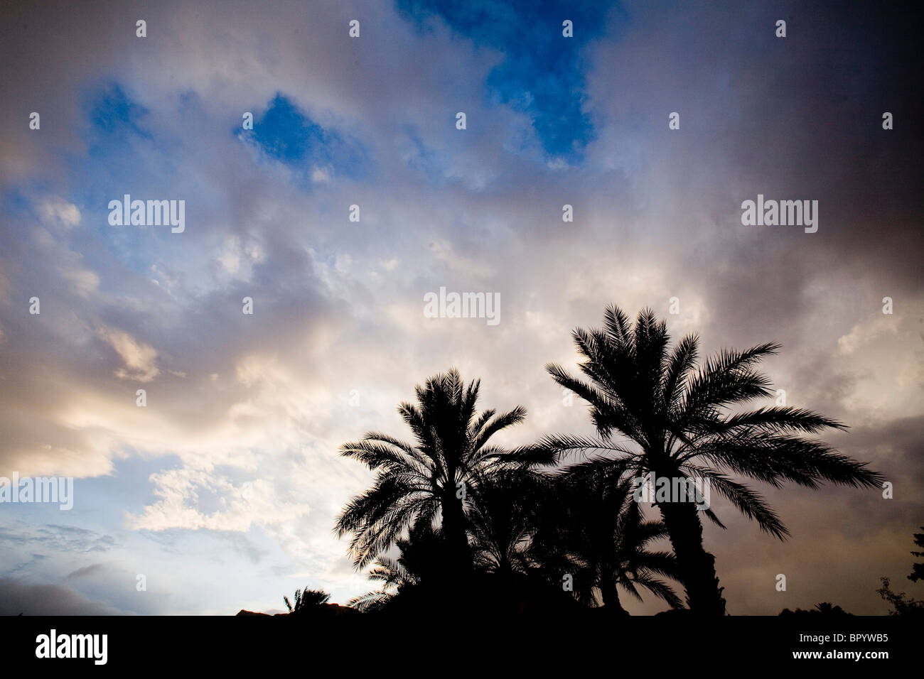 Photograph of the twilight skies over the palm trees in the Judean Desert Stock Photo