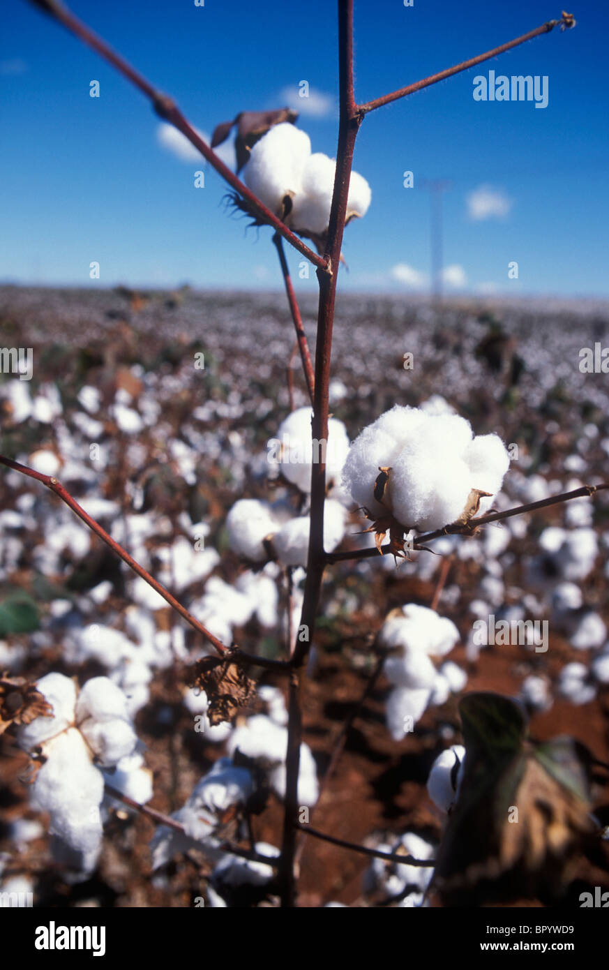 Cerrado Ecosystem, Brazil Stock Photo Alamy