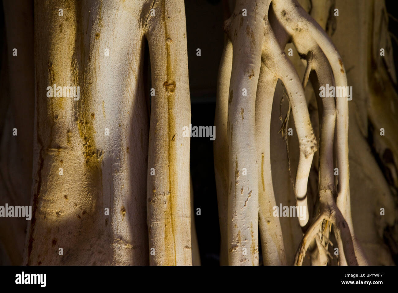 Abstract view of a tree's roots in the Judean Desert Stock Photo