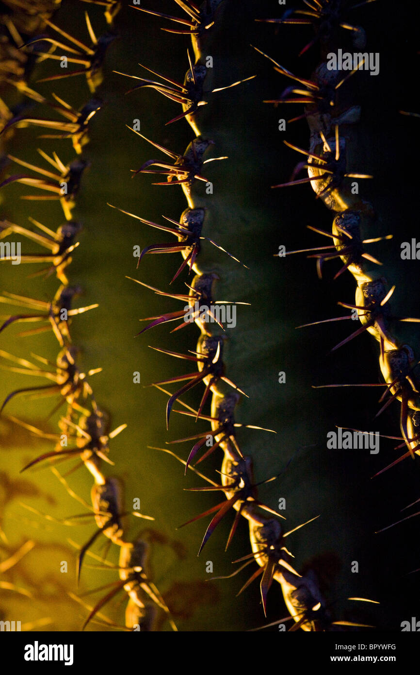 Closeup on a Cactus's leaves in the Judean Desert Stock Photo