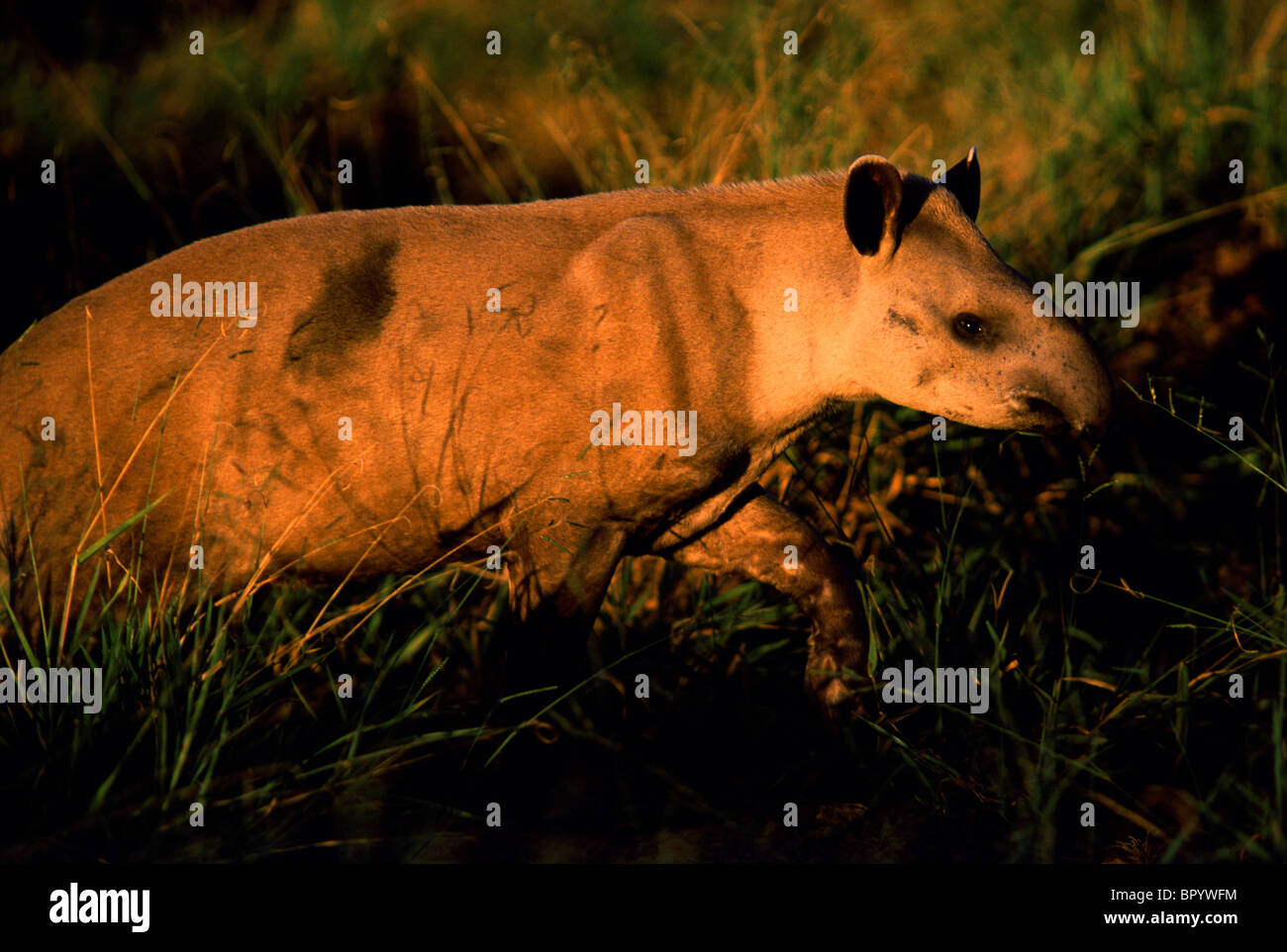 Cerrado Ecosystem, Brazil Stock Photo Alamy