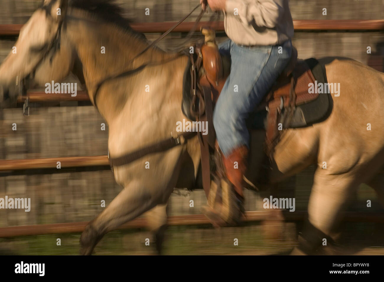 A Texan cowboy takes his horse out for a ride on the ranch. Stock Photo