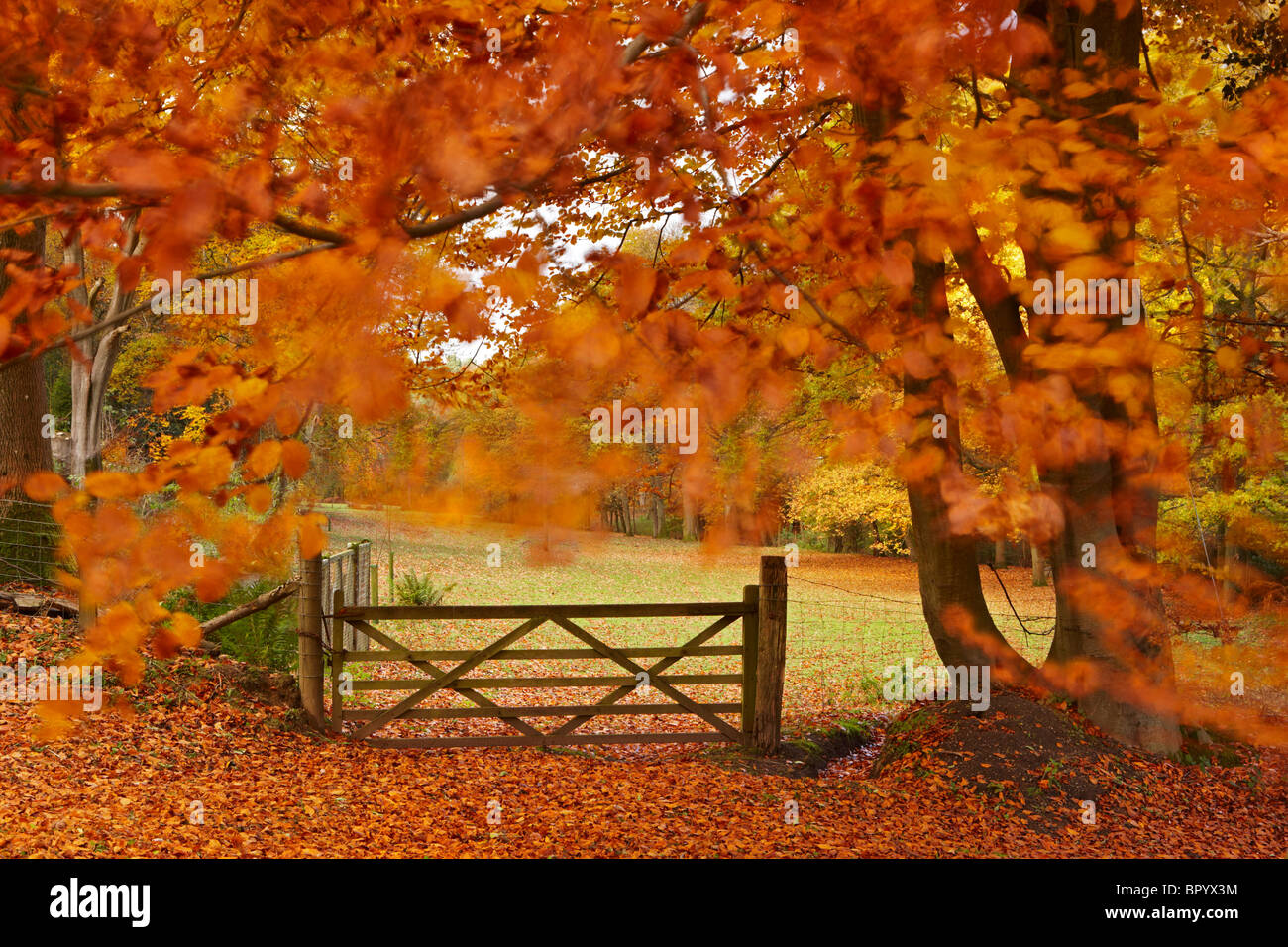 A gate framed by an Autumn beech tree blowing in the wind. Stock Photo