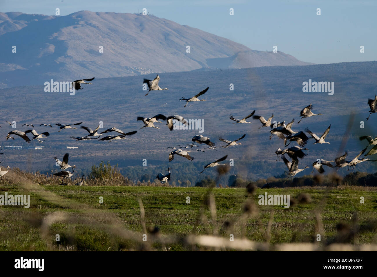 Photograph of cranes in the Chula Valley Stock Photo - Alamy