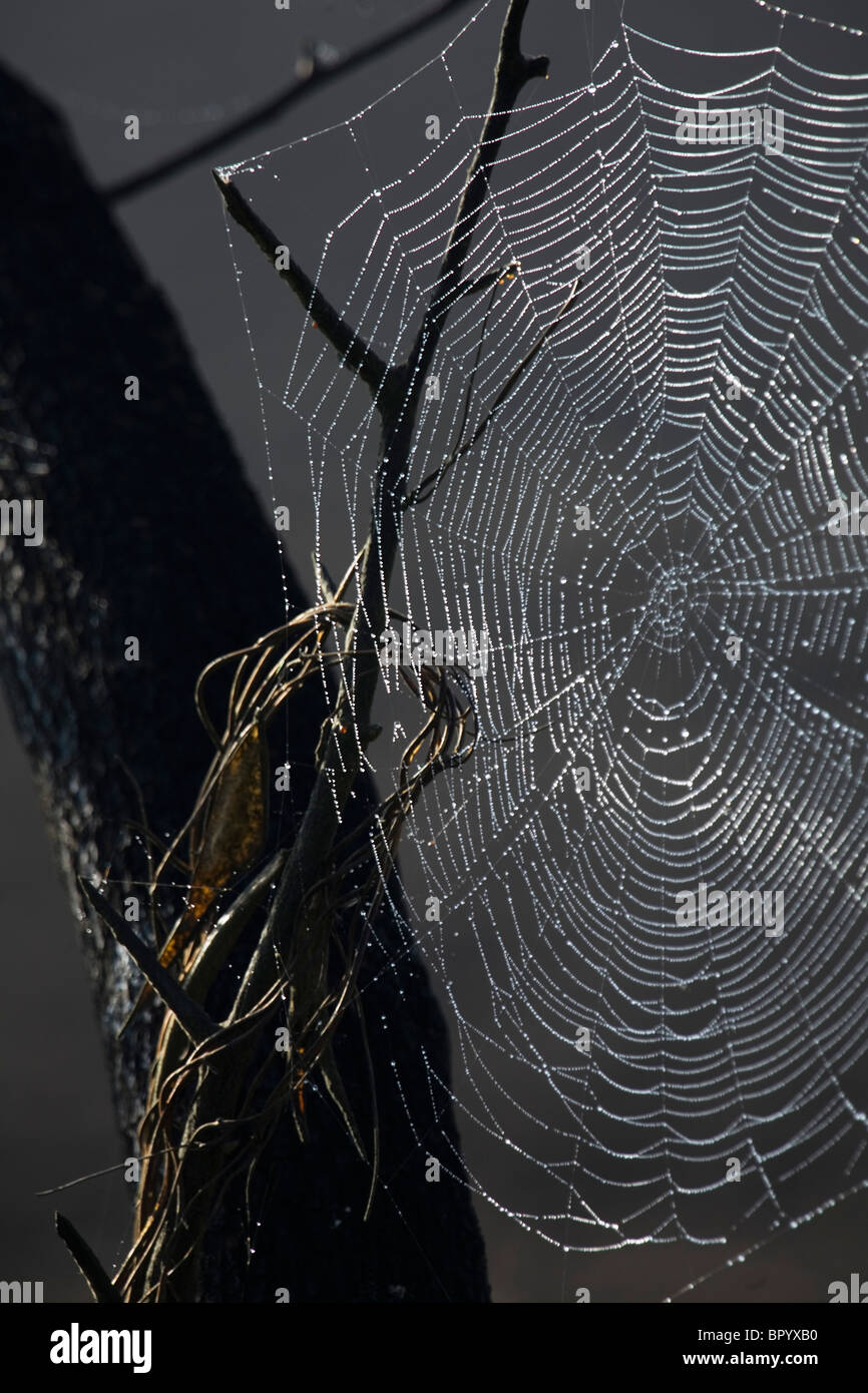 Closeup on the wet spider's web Stock Photo