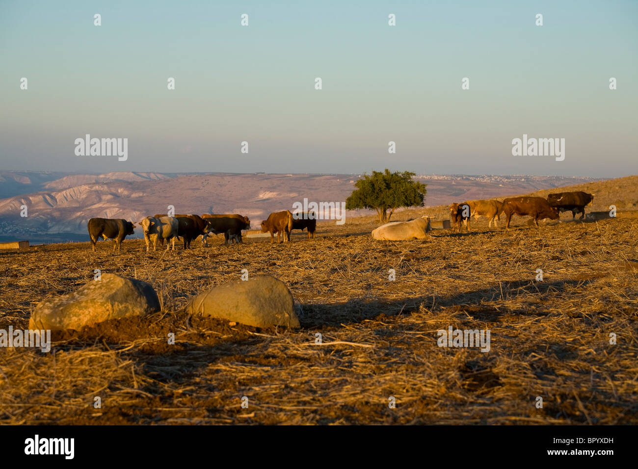 Photograph of the lower Galilee at dawn Stock Photo