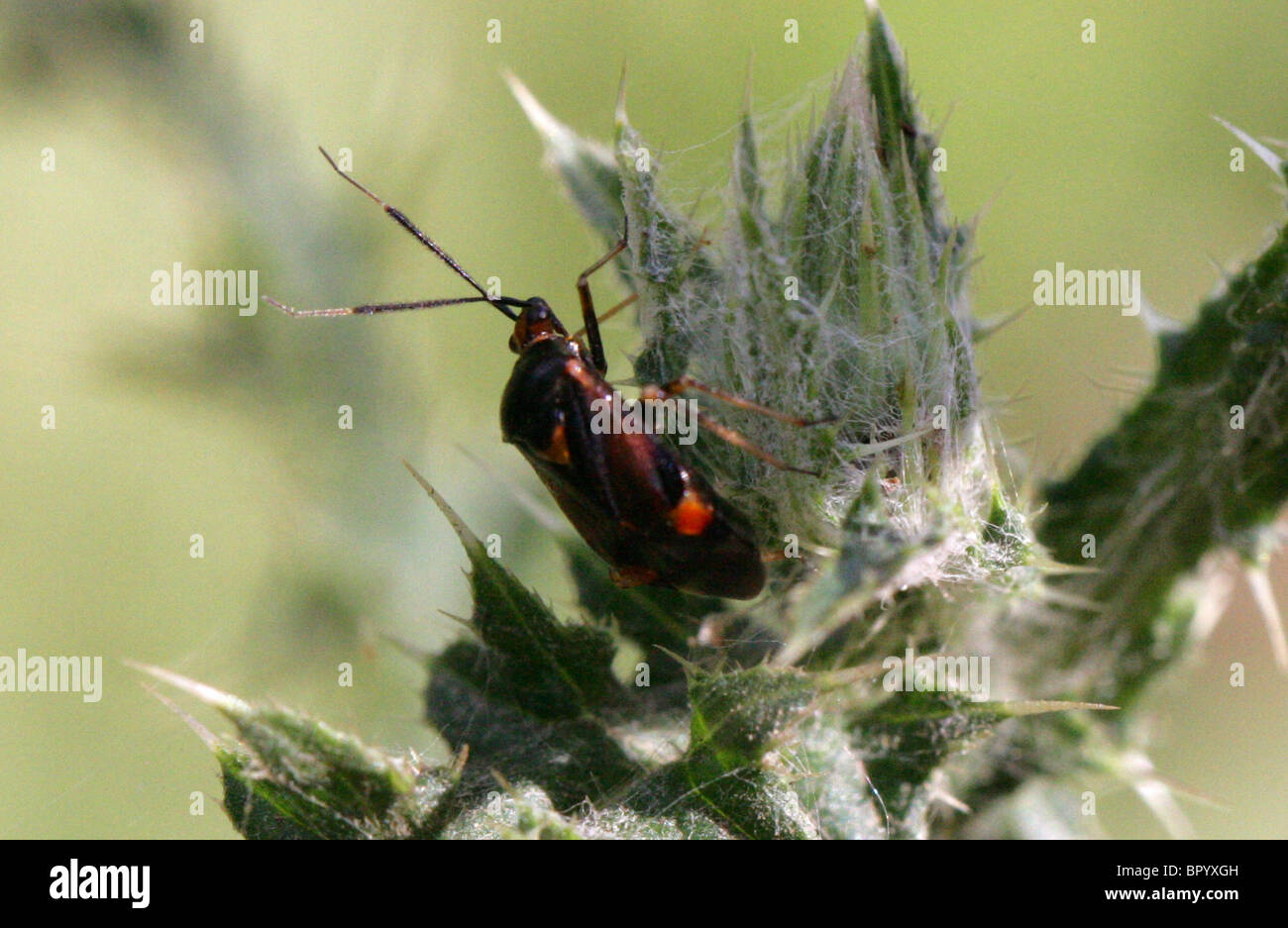 Capsid or Myrid Bug, Capsodes gothicus, Miridae, Heteroptera, Hemiptera Stock Photo