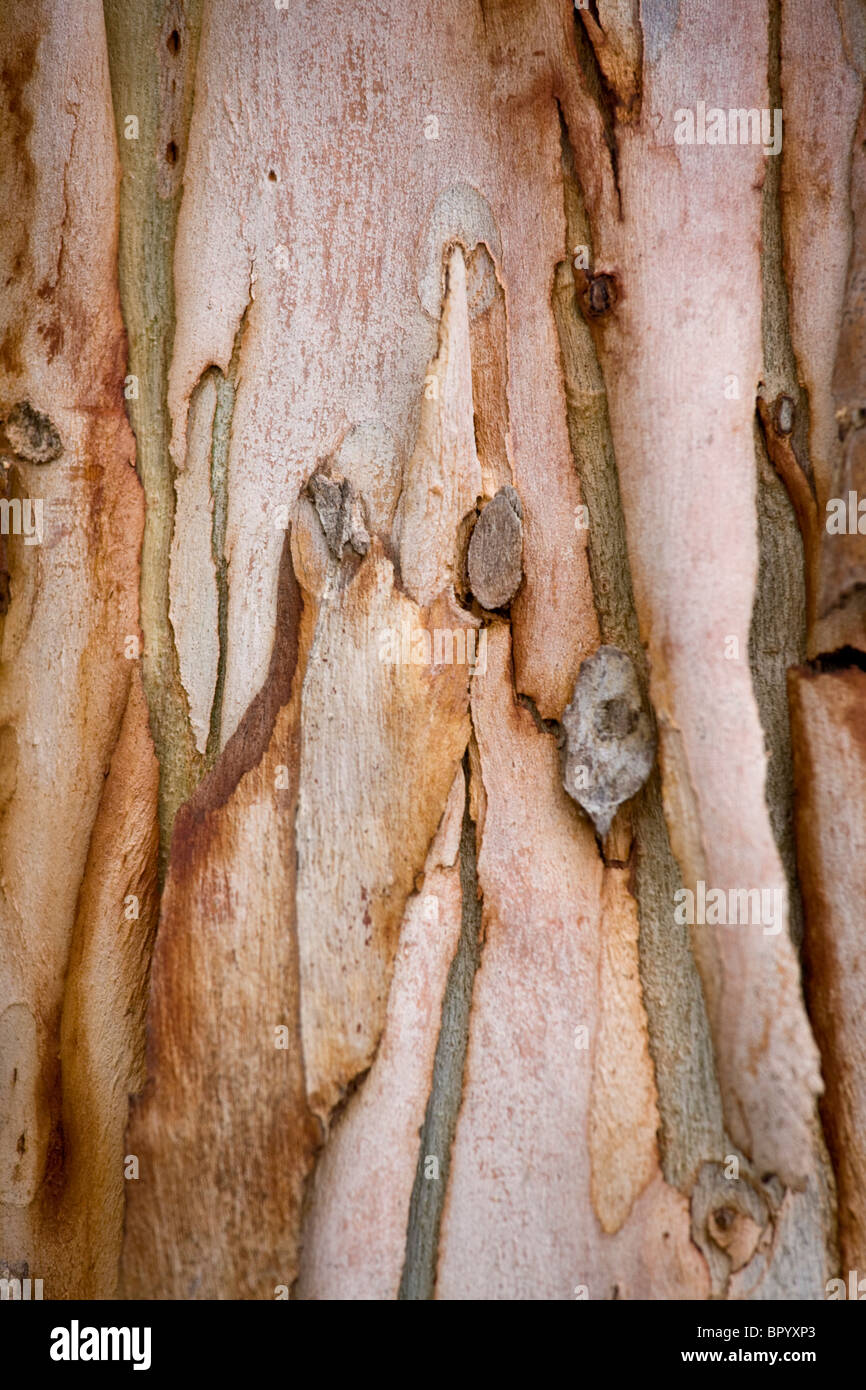 Closeup on the Eucalyptus's barks Stock Photo