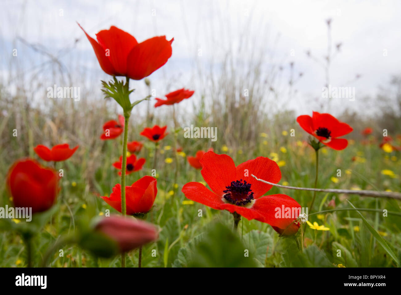 Closeup of a field of Anemones in the Western Negev Stock Photo
