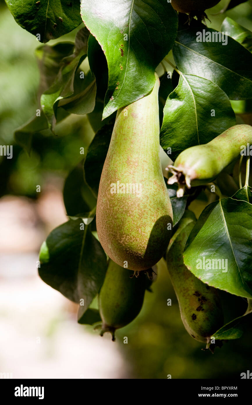 Pears growing on a tree Stock Photo