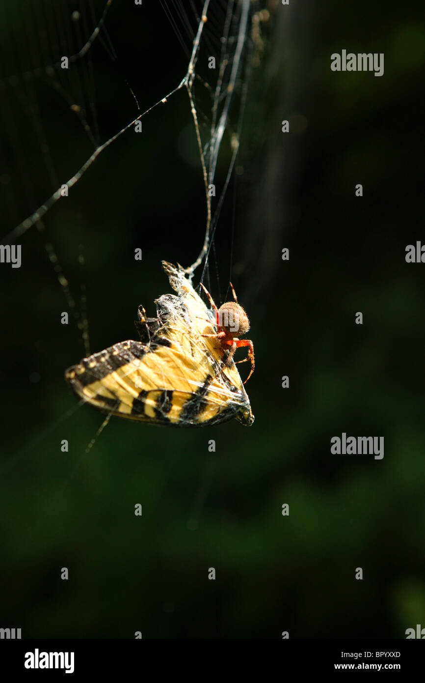 An orb-weaver spider with its catch of a butterfly in Asheville, NC Stock Photo