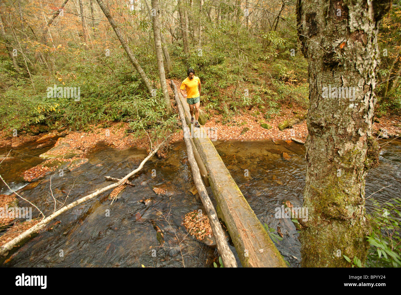 Mail runner crosses a log bridge on the Caldwell Fork Trail in the Cataloochee Area of the Great Smoky Mountains National Park, Stock Photo