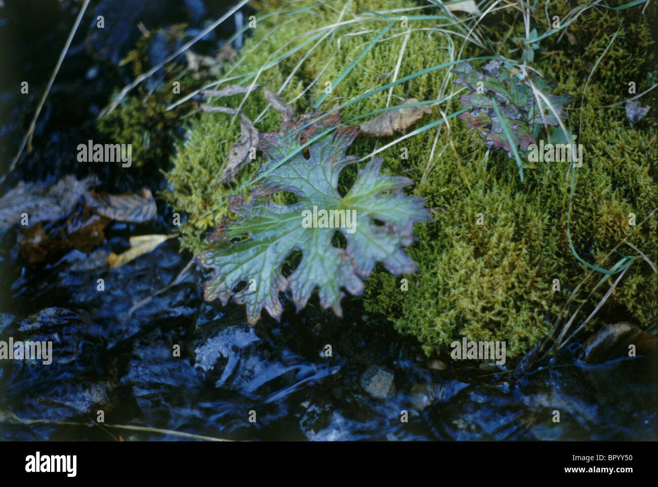 Closeup upon a unique leaf in Alaska Stock Photo