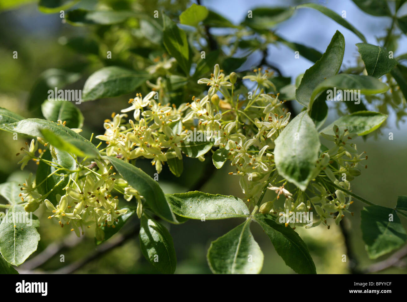 Narrowleaf Hoptree, Ptelea angustifolia, Rutaceae, Southern USA, Northern Mexico. Stock Photo