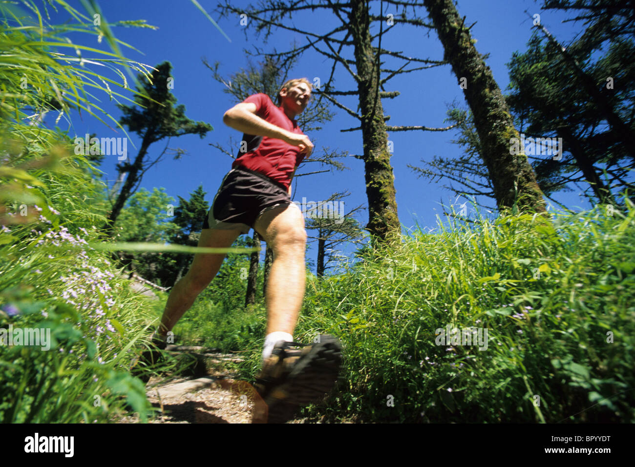 Cave Dog trail running on Mt. Mitchell, NC Stock Photo Alamy