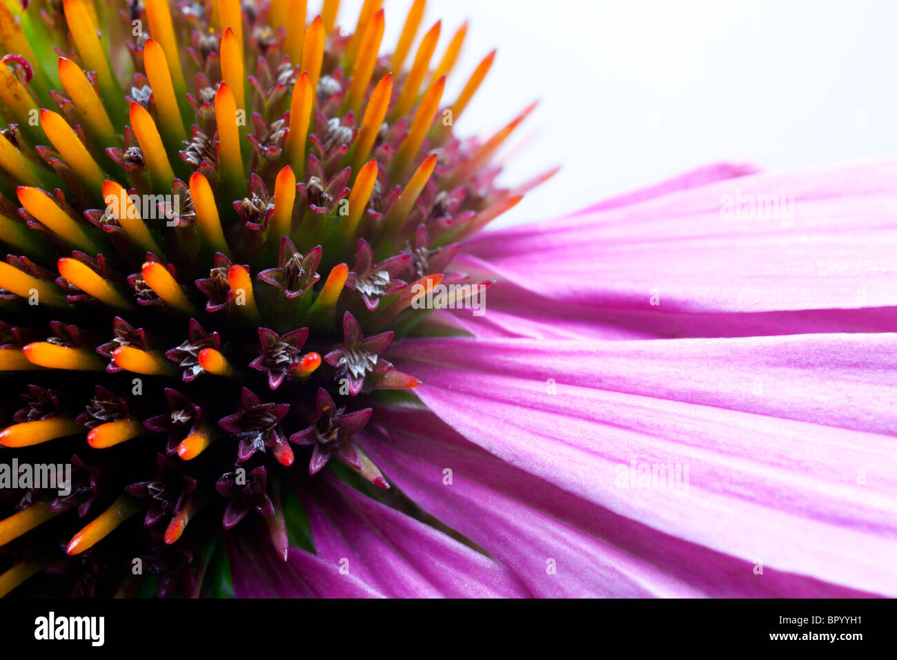 Echinacea Stock Photo