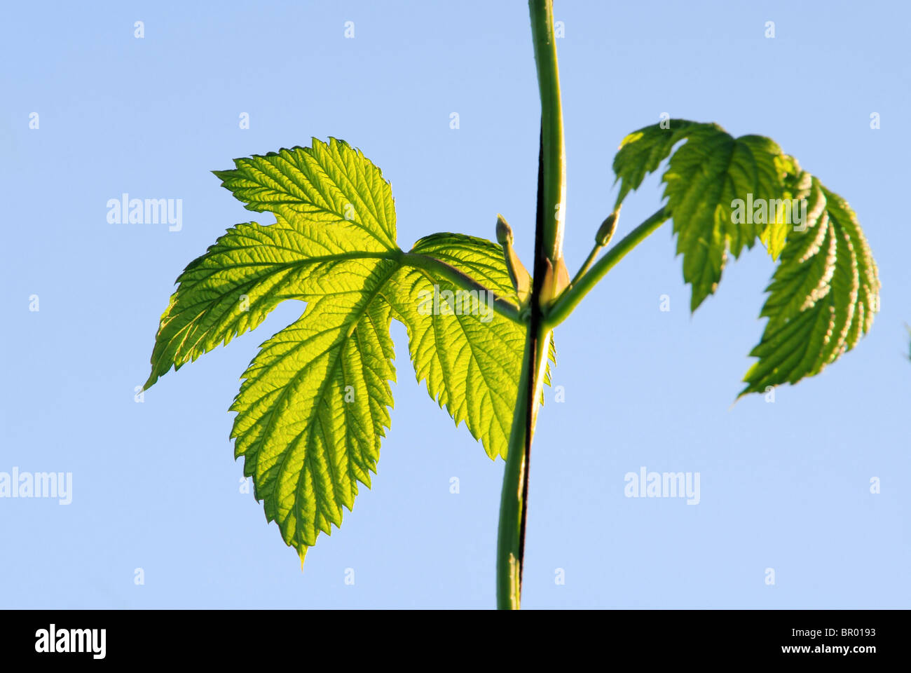 Hopfenpflanze - hop plant 06 Stock Photo