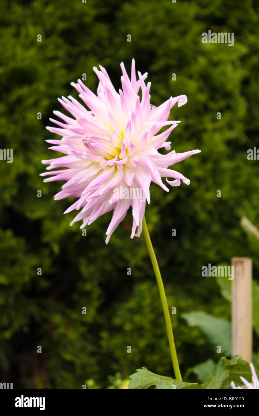 flower stem green summer garden Stock Photo