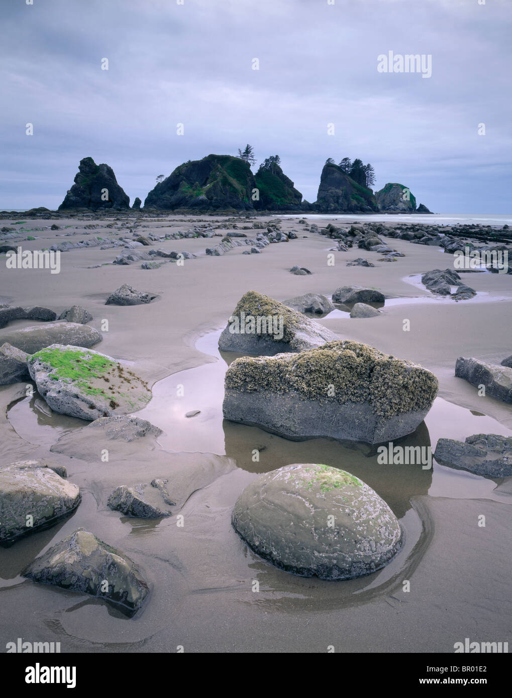 shi-shi-beach-olympic-national-park-washington-stock-photo-alamy