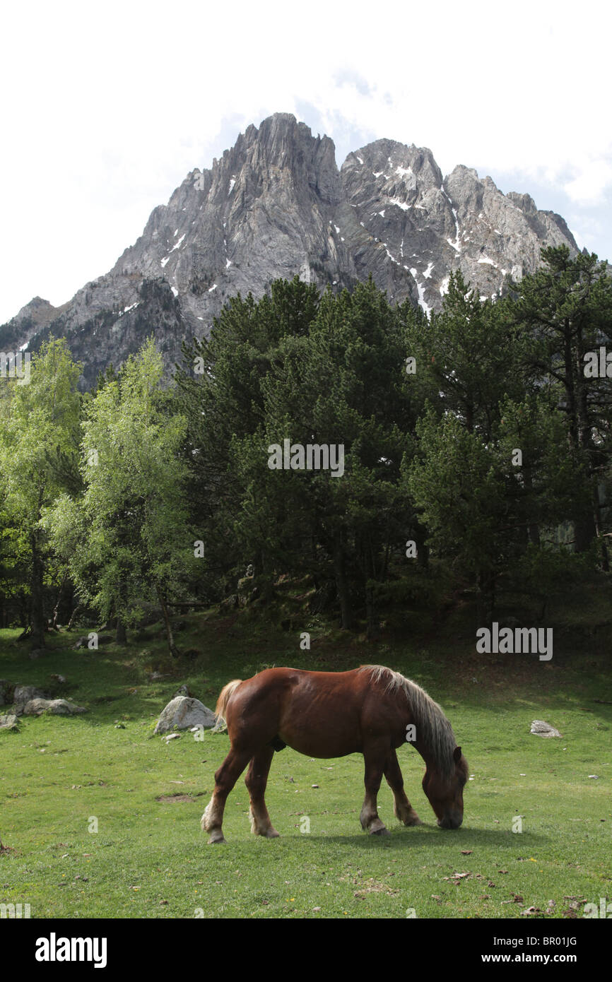 Wild mountain horses in subalpine forest under Els Encantats peak Sant Maurici National Park Pyrenees Spain Stock Photo