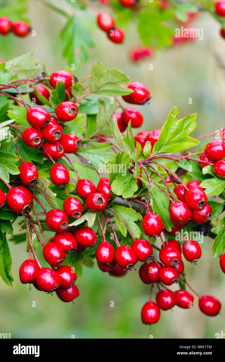 A branch of Hawthorn ('Crataegus monogyna') containing berries or Haws Stock Photo