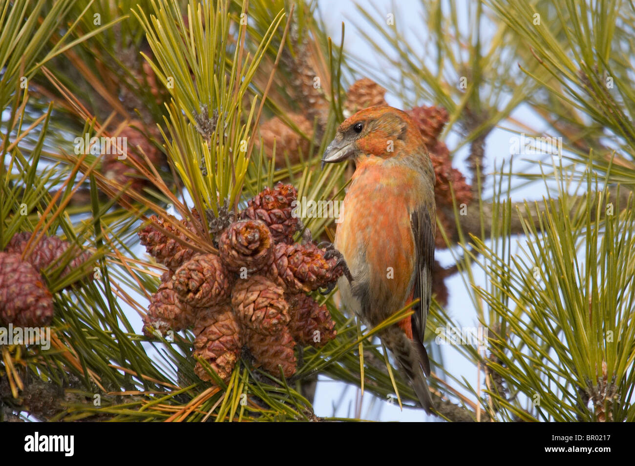 Male White-winged Crossbill Feeding on Spruce Cones Stock Photo
