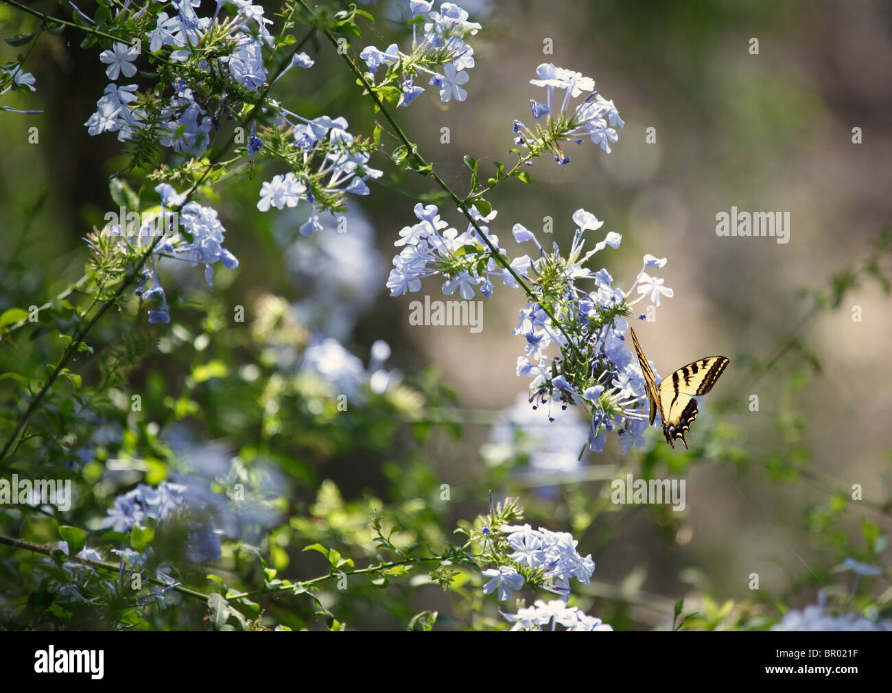 Western Tiger Swallowtail Butterfly perched in Phlox wildflowers Stock Photo