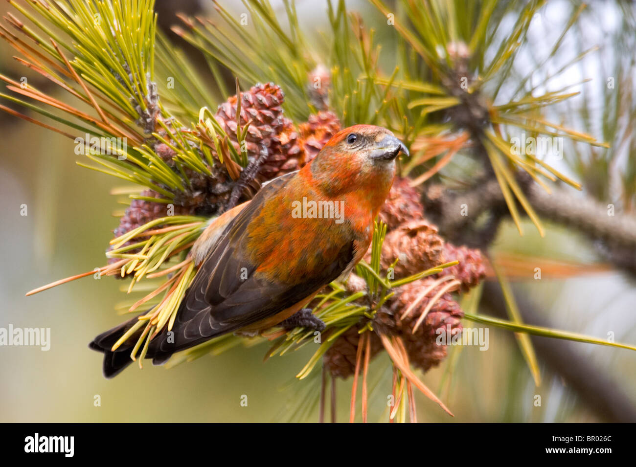 Male White-winged Crossbill Feeding on Spruce Cones Stock Photo