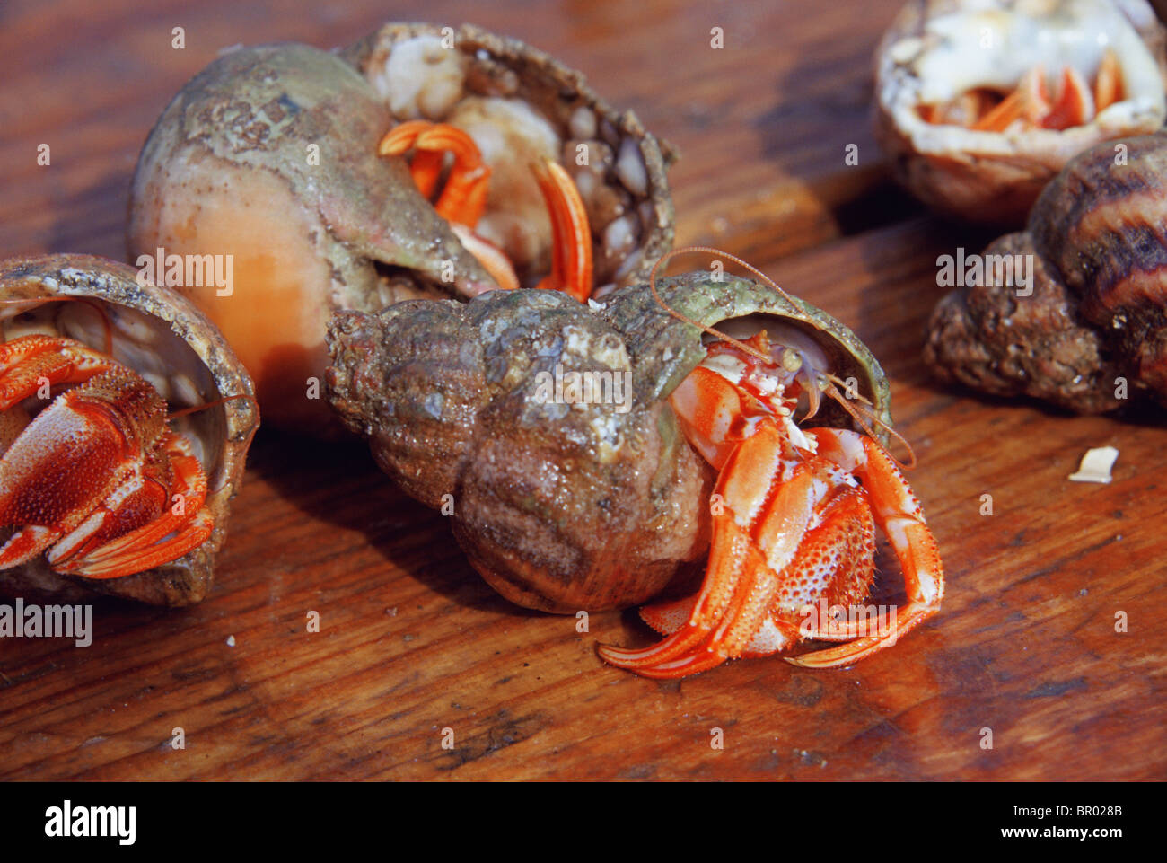 Lobsters fishing crab crabs hires stock photography and images Alamy