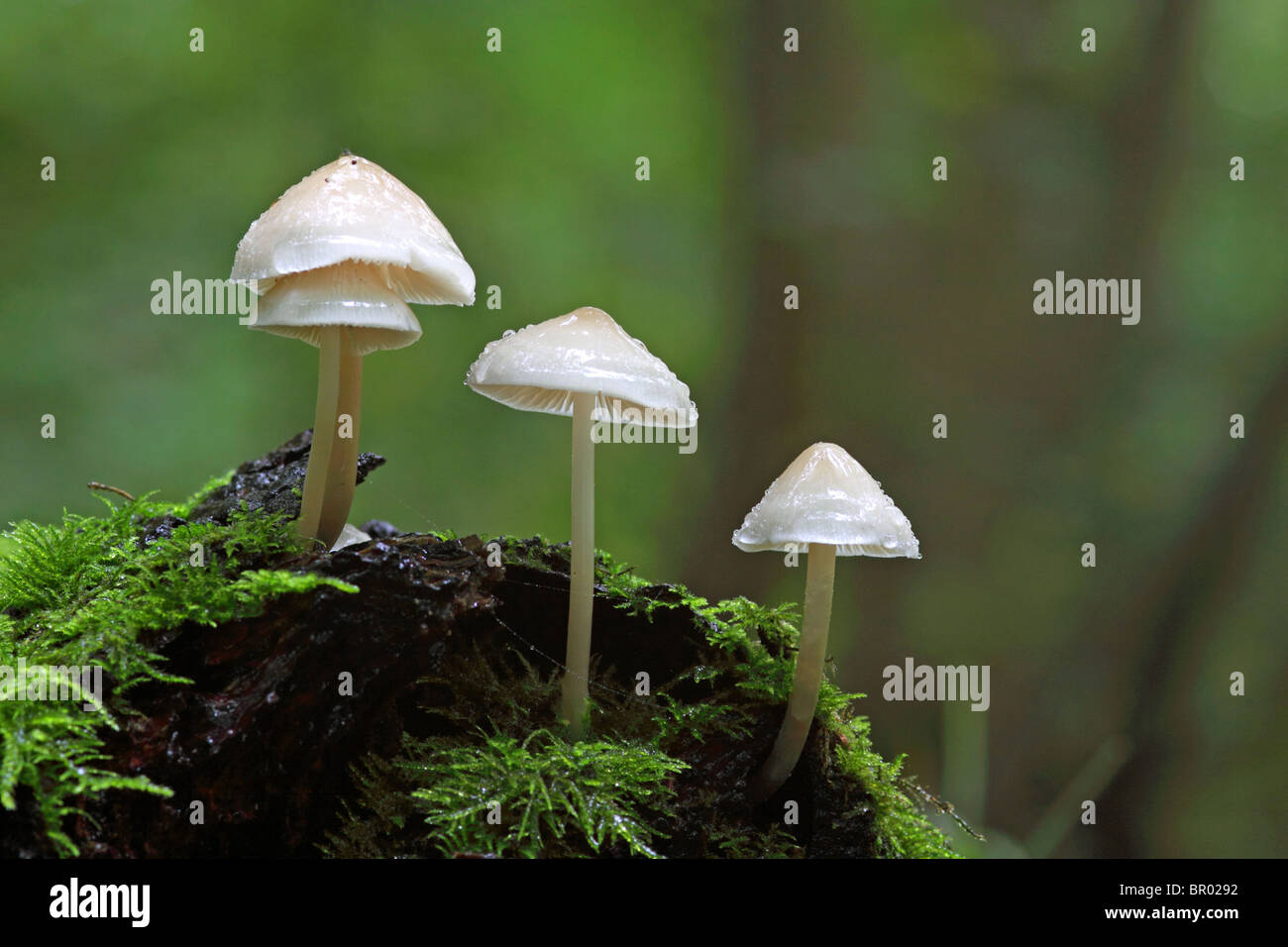 Mycena inclinata fungi growing on fallen tree trunk in moss with diffuse background Stock Photo