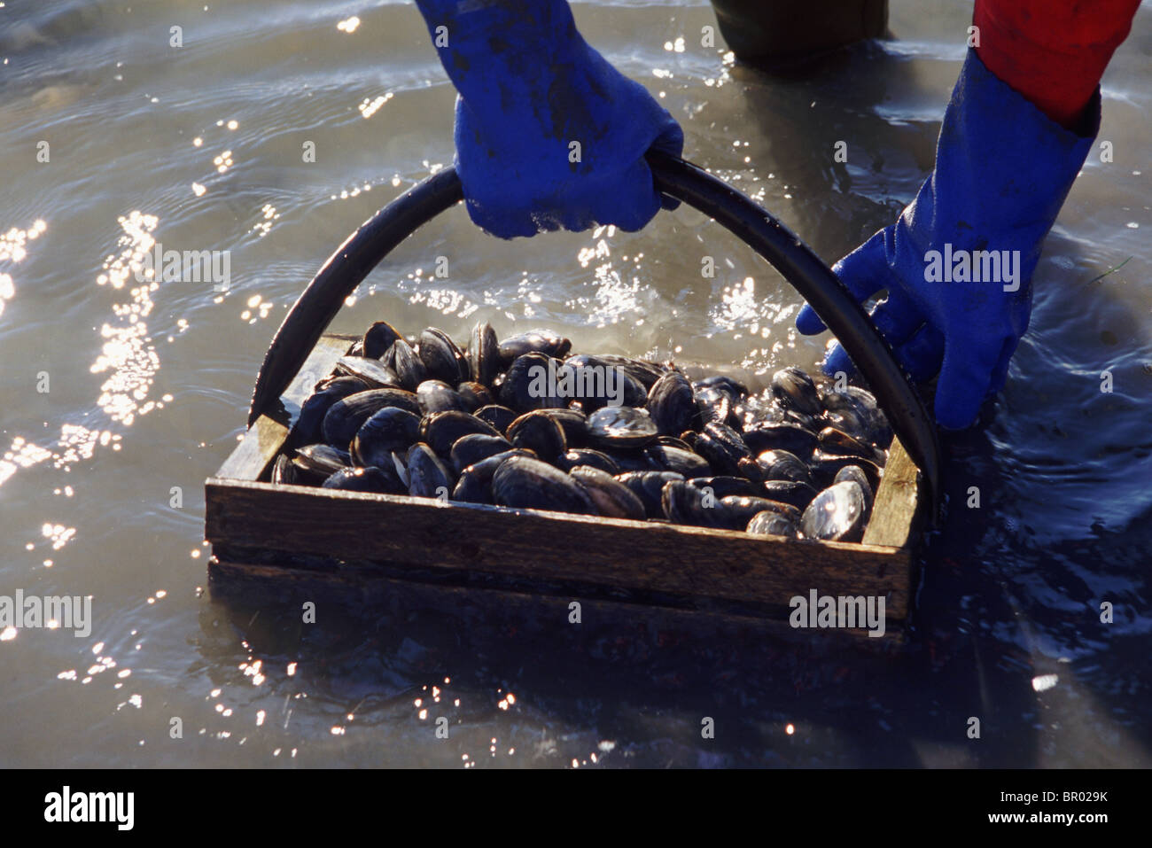 clamming in maine Stock Photo Alamy