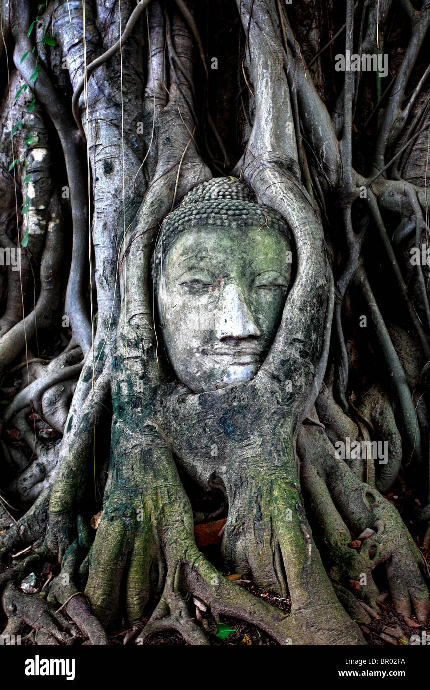 Buddha Head in a Tree, Wat Mahathat, Ayutthaya Stock Photo