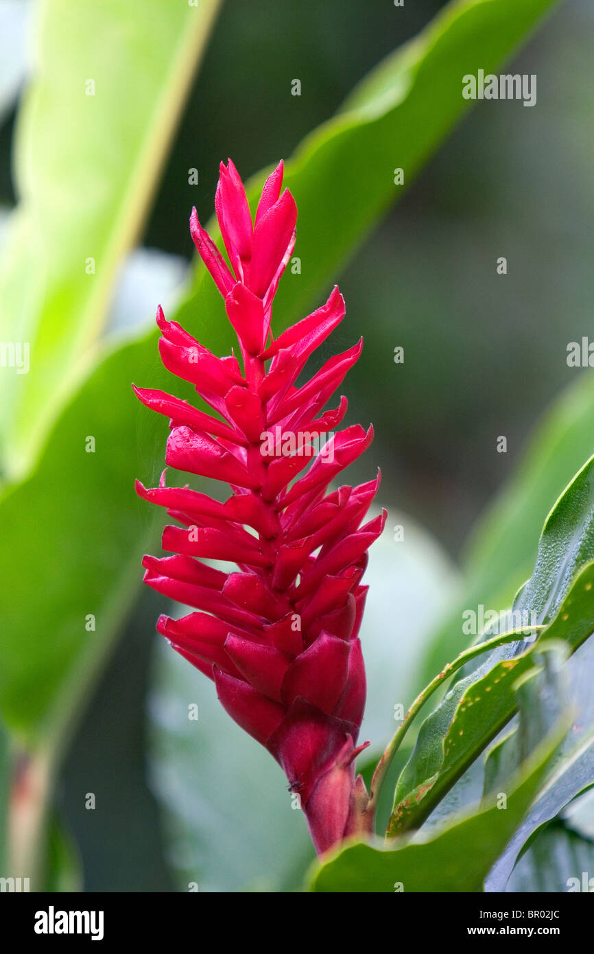 Red Ginger tropical flower in the Arenal Volcano National Park near La Fortuna, San Carlos, Costa Rica. Stock Photo